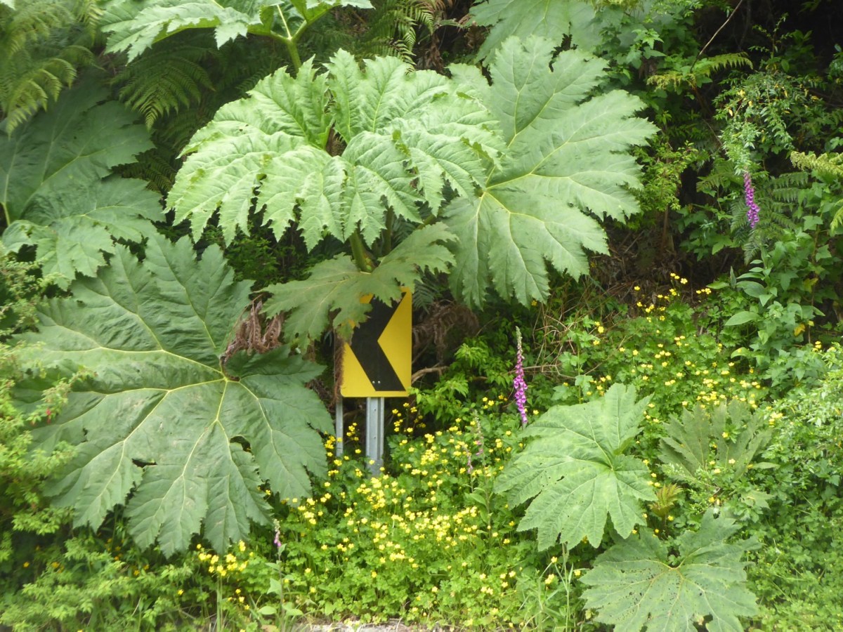 Die erste Hälfte der Carretera&nbsp;Austral
